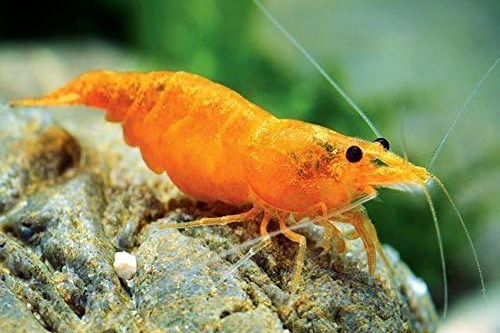 Sunkist Cherry Shrimp