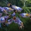 Galaxy Medusa Round Tail Guppy