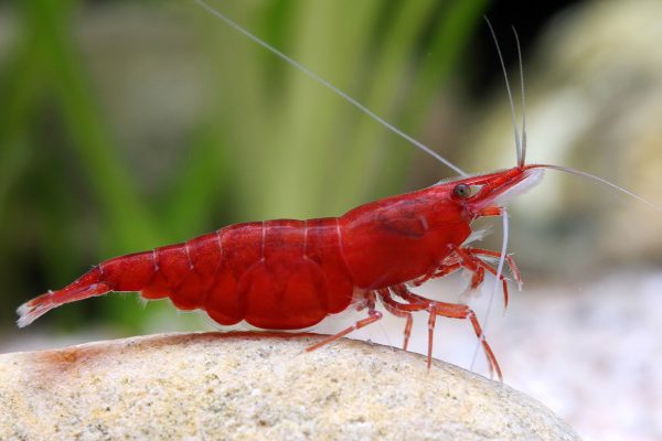 Red Bloody Mary Shrimp