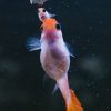 Red Koi Glass Belly Guppy Pregnant Female