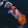 Red Koi Glass Belly Guppy Male