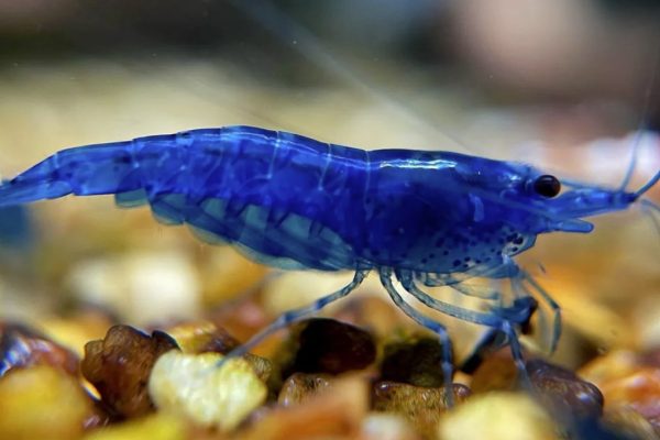 Blue Dream Cherry Shrimp