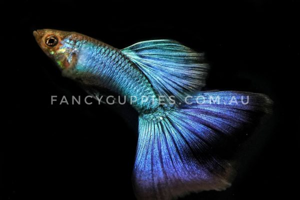 Singa Blue Guppy