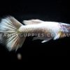 Polar Bear Guppy - Image 2
