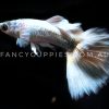 Polar Bear Guppy - Image 3