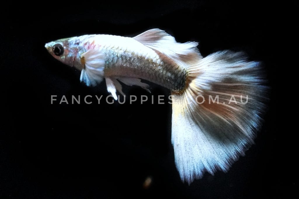 Polar Bear Guppy