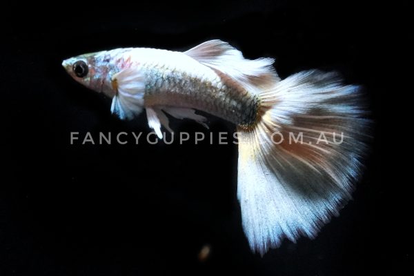 Polar Bear Guppy