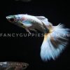 Polar Bear Guppy - Image 4
