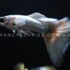 Polar Bear Guppy - Image 5