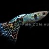 Galaxy Tiger King Guppies