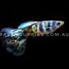 Galaxy Tiger King Guppy - Image 3