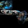 Galaxy Tiger King Guppy - Image 4