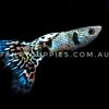 Galaxy Tiger King Guppy - Image 5