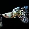 Galaxy Tiger King Guppy - Image 6