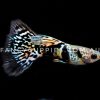 Galaxy Tiger King Guppy - Image 11