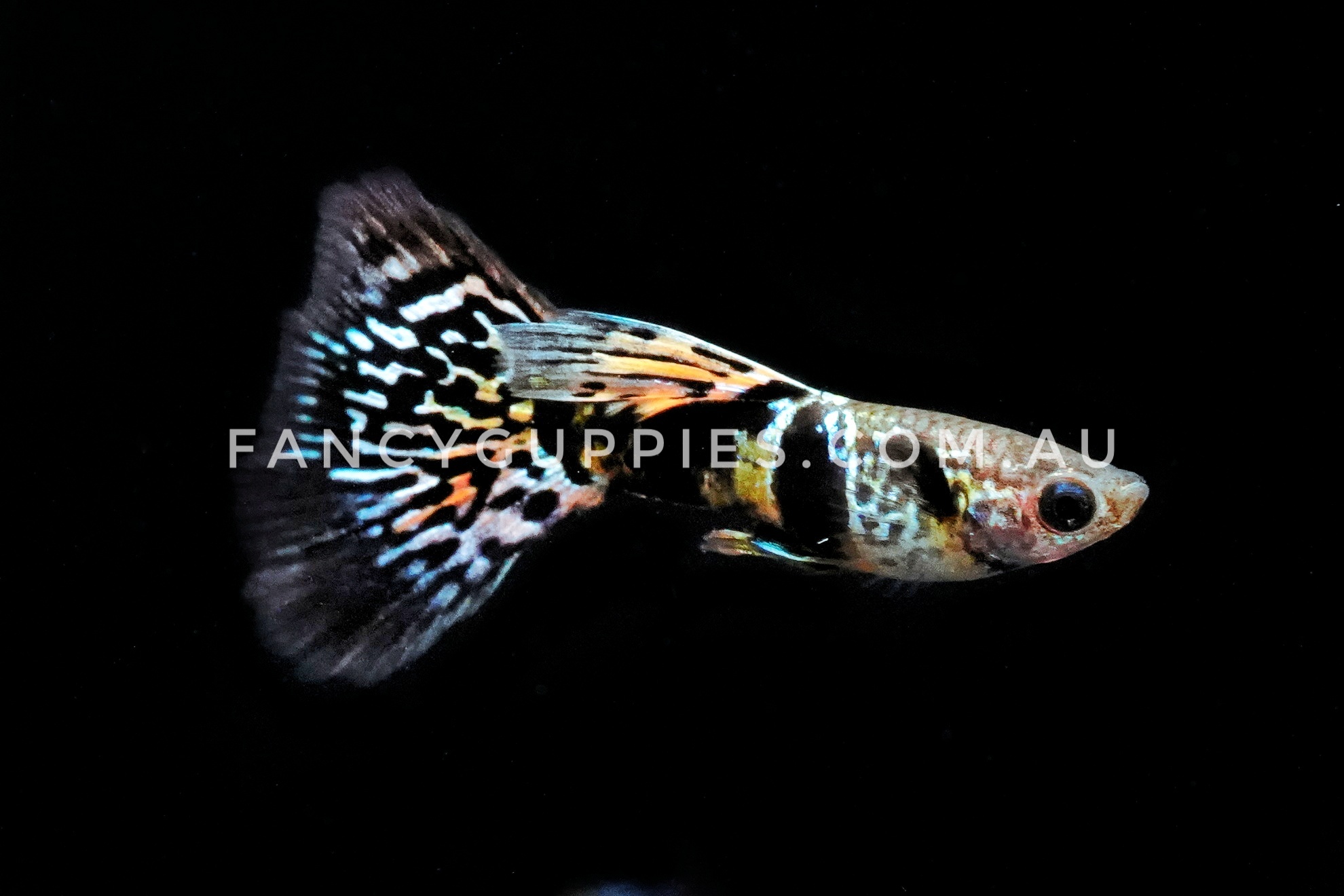 Galaxy Tiger King Guppy