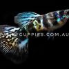 Galaxy Tiger King Guppy - Image 9