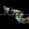 Galaxy Tiger King Guppy - Image 10