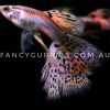 Cherry Pink Grass Guppy - Image 5