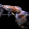 Cherry Pink Grass Guppies