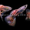 Cherry Pink Grass Guppy - Image 10