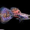 Cherry Pink Grass Guppy - Image 9