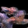 Cherry Pink Grass Guppy - Image 8