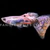 Cherry Pink Grass Guppy - Image 2