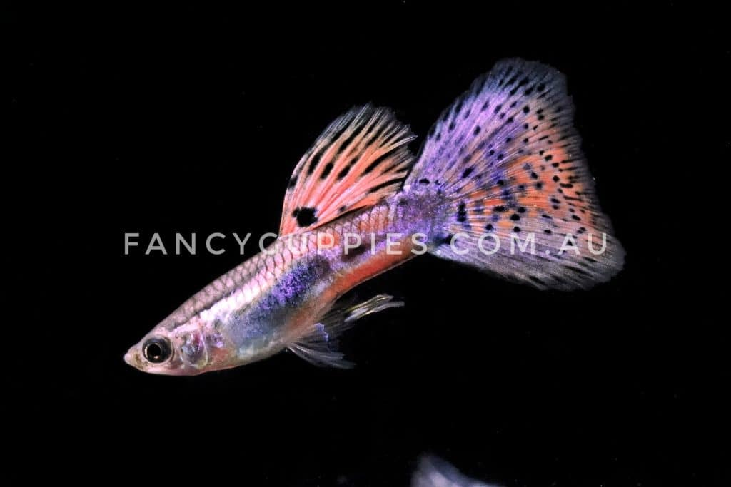 Cherry Pink Grass Guppy