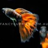 Red Tiger Guppy