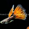 Red Tiger Guppy
