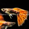 Red Tiger King Guppy - Image 8