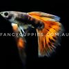 Red Tiger King Guppy - Image 7