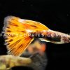 Red Tiger King Guppy - Image 6