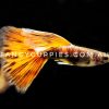 Red Tiger King Guppy - Image 5