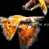 Red Tiger Guppy