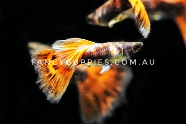 Red Tiger Guppy