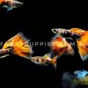Red Tiger Guppy
