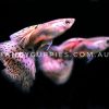 Cherry Pink Grass Guppy - Image 4