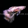 Cherry Pink Grass Guppy - Image 7