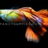 Mini Green Red Tail Guppy - Image 2