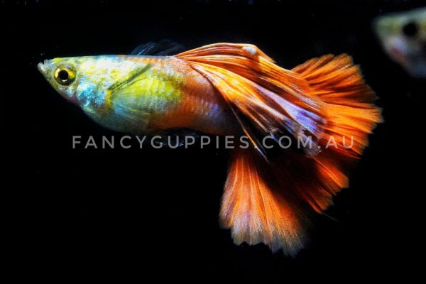 Mini Green Red Tail Guppy