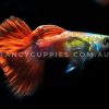 Mini Green Red Tail Guppy - Image 3