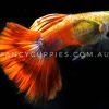 Mini Green Red Tail Guppy - Image 4