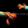 Mini Green Red Tail Guppy - Image 5