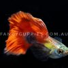 Mini Green Red Tail Guppy - Image 6