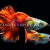 Mini Green Red Tail Guppy - Image 7