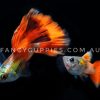 Mini Green Red Tail Guppy - Image 8