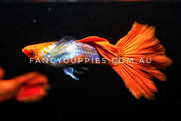 Silver Red Koi Dumbo Ear Guppy