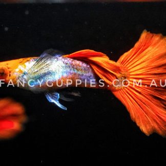 Silver Red Koi Dumbo Ear Guppy